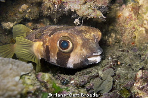 Pufferfish
truly blue eyes
Bunaken,Sulawesi,Indonesia, ... by Hans-Gert Broeder 